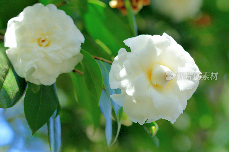 山茶花/日本山茶花花:红色，粉红色和白色